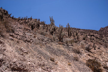 Wüstenlandschaft im ElquiTal
