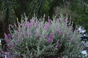 Obraz premium purple flower