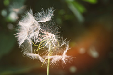 dandelion seeds close up blowing in green background