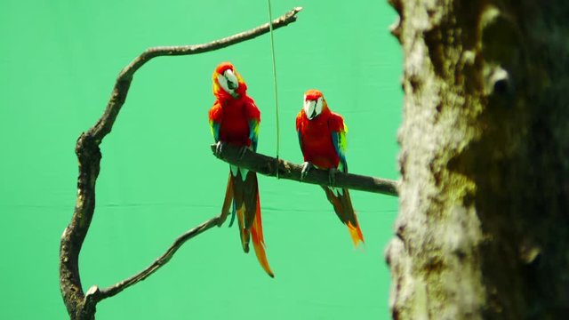 2 parrot macaw on a green background