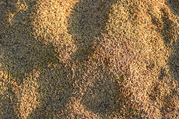 Low quality paddy seeds because of the impurities from the farmers' production process causing the price to fall