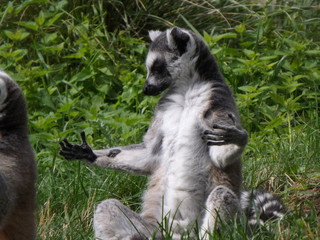 Lemur catta