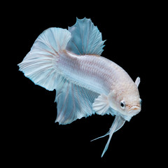 Betta fish white in the aquarium