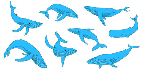 whale color