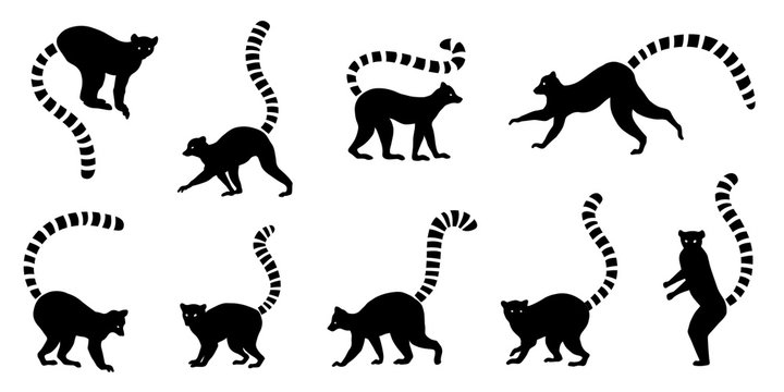 lemur silhouette