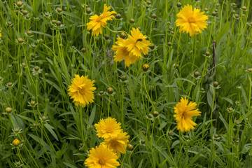 Cosmos sulphureus