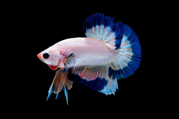 Betta fish Fight in the aquarium