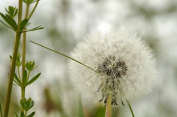close-up of a seed head of a dandelion in meadow