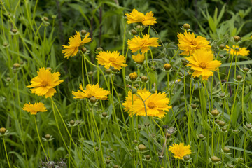 Fototapeta premium Cosmos sulphureus