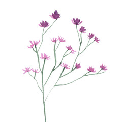 Watercolor hand drown plant. Botanical illustration on white background