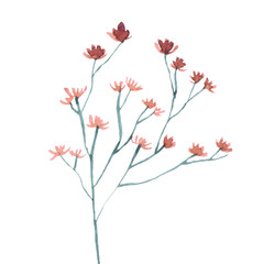 Watercolor hand drown plant. Botanical illustration on white background