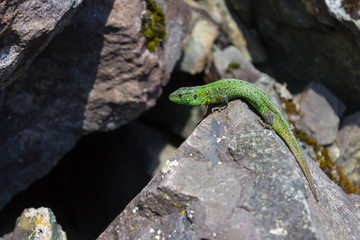 Little lizard climbs over the rocks to the cave