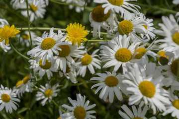 Bellis perennis; daisy