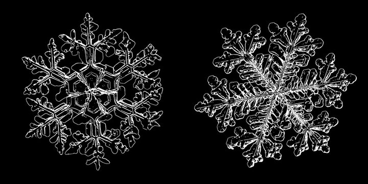 Two snowflakes isolated on black background. Illustration based on macro photos of real snow crystals: elegant stellar dendrites with fine hexagonal symmetry, ornate shapes and complex inner details.