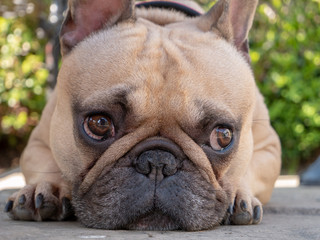 sad french bulldog contemplating in the garden