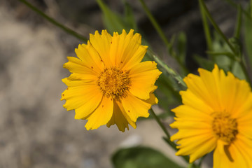 Cosmos sulphureus