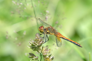 Yellow-winged darter (Sympetrum flaveolum) sitting on a plant