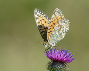 Dark green fritillary (Argynnis aglaja) feeding nectar from a thistle