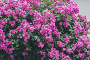 Fototapeta premium Pink Roses