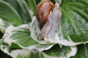 weinbergschnecke