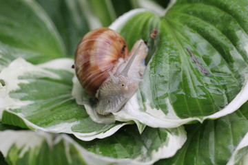 weinbergschnecke