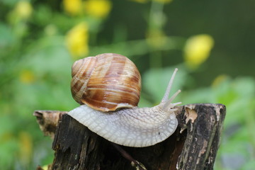 weinbergschnecke