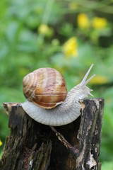 weinbergschnecke