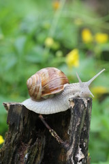 weinbergschnecke