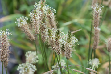 Ribwort Plantain, English Plantain