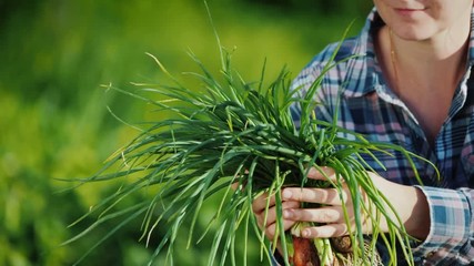 Farmer's hands are holding an armful of green onions just cut from the garden