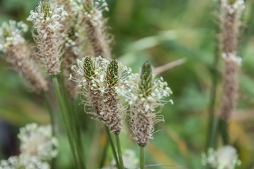 Ribwort Plantain, English Plantain
