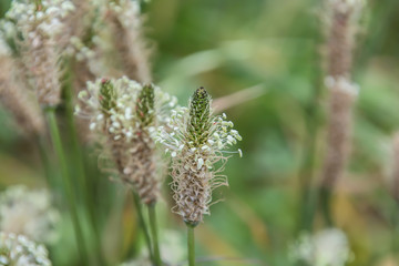 Ribwort Plantain, English Plantain