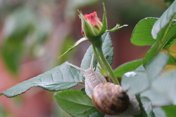 weinbergschnecke