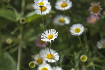 Fototapeta premium Eastern Daisy; Daisy Fleabanes