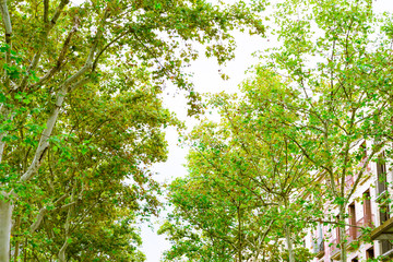 Barcelona, Spain. Trees in the Rambla  in summer
