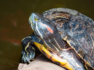 Fototapeta na wymiar Closeup of Terrapin / Tortoise on Log