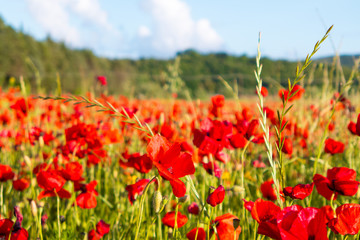Poppy flowers in the tuscan countryside in Italy