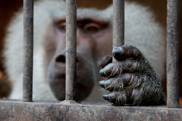 A monkey sitting inside a cage and holding the grid. - obrazy, fototapety, plakaty
