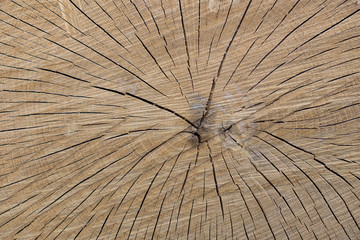anneau de croissance sur bois sec coupé