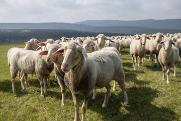 schafherde vor berge auf wiese