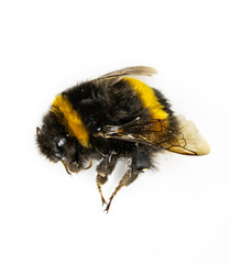 Dead Bumblebee Bee on White Background