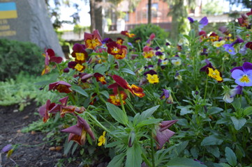 flowers in the garden