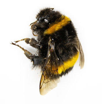 Dead Bumblebee Bee on White Background