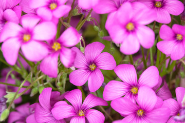 Fototapeta na wymiar Pink Flowers from a Fake Shamrock Oxalis Plant