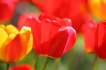 Beautiful colored red and yellow tulips on a field, postcard or greetingscard for easter and motherday