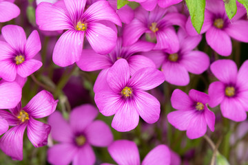 Fototapeta na wymiar Pink Flowers from a Fake Shamrock Oxalis Plant