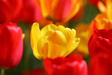 Beautiful colored red and yellow tulips on a field, postcard or greetingscard for easter and motherday