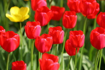 Fototapeta premium Beautiful colored red and yellow tulips on a field, postcard or greetingscard for easter and motherday