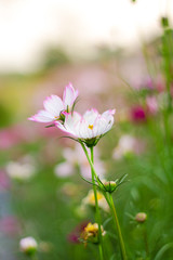 Cosmos flower in the green fields. 