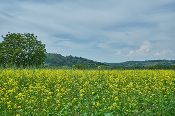 Landschaften zwischen Bensheim und Heppenheim